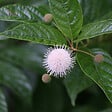 ARBORIX - 2 x Bois-bouton - Cephalanthus occidentalis  - 30-40 cm pot - vignette