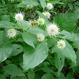 ARBORIX - 2 x Bois-bouton - Cephalanthus occidentalis  - 30-40 cm pot - vignette