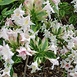 ARBORIX - 2 x Weigela florida 'Nana Variegata' - Weigela 'Nana Variegata'  - 30-40 cm pot - vignette