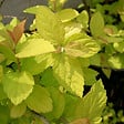 ARBORIX - 2 x Spirée Japonaise 'Gold Mound' - Spiraea japonica 'Goldmound'  - 25-30 cm pot - vignette