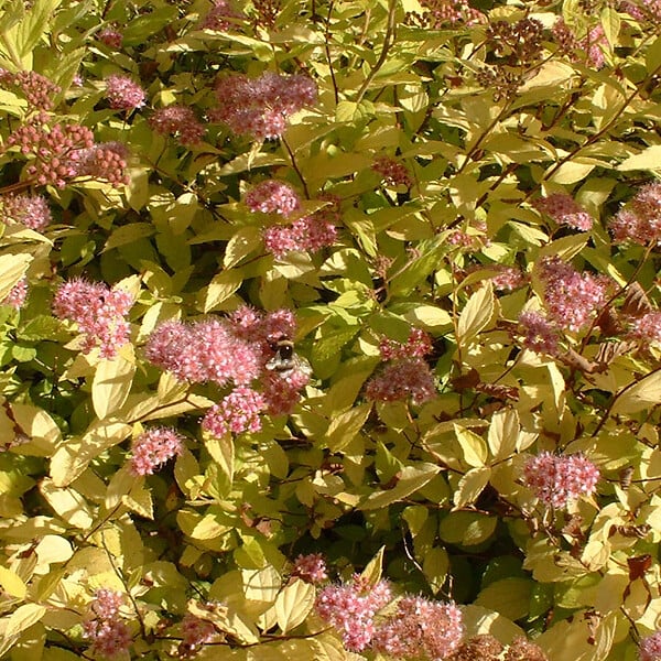 ARBORIX - 2 x Spirée Japonaise 'Gold Mound' - Spiraea japonica 'Goldmound'  - 25-30 cm pot - large