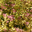 ARBORIX - 2 x Spirée Japonaise 'Gold Mound' - Spiraea japonica 'Goldmound'  - 25-30 cm pot - vignette