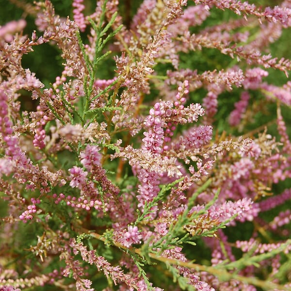 ARBORIX - 2 x Tamaris de printemps - Tamarix Tetrandra  - 60-80 cm pot - large