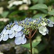 ARBORIX - 2 x Hortensia 'Bluebird' - Hydrangea serrata 'Bluebird'  - 25-30 cm pot - vignette