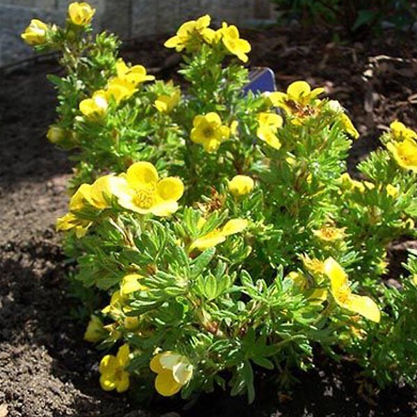 ARBORIX - Potentille arbustive 'Kobold' - Potentilla Fruticosa 'Kobold'  - 50-60 cm pot - large