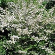 ARBORIX - 2 x Buisson de beauté - Kolkwitzia Amabilis  - 30-50 cm pot - vignette