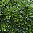 ARBORIX - Pittosporum tobira 'Nanum' - Pittosporum Tobira 'Nanum'  - 25-30 cm pot - vignette