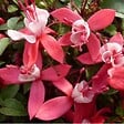 ARBORIX - 6 x Fuchsia 'Madame Cornelissen' - Fuchsia 'Madame Cornelissen'  - godet 9cm x 9cm - vignette