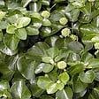ARBORIX - 2 x Lierre commun 'Arbori Compact' - Hedera helix 'Arbori Compact'  - 20-25 cm pot - vignette