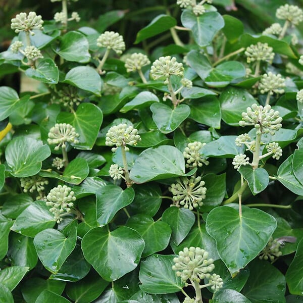 ARBORIX - 2 x Lierre commun 'Arbori Compact' - Hedera helix 'Arbori Compact'  - 20-25 cm pot - large
