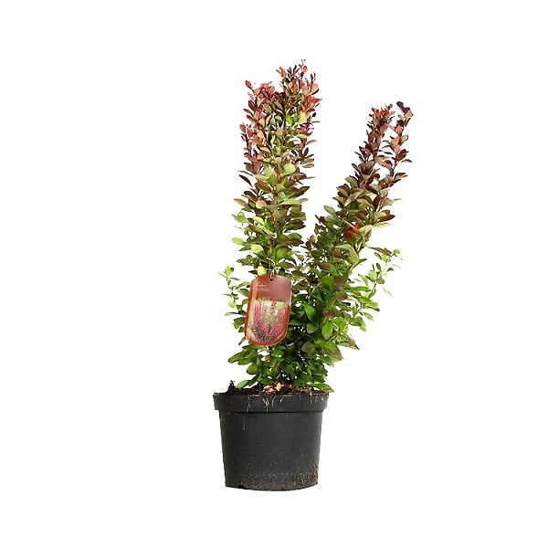 ARBORIX - 2 x Épine-vinette de Thunberg - Berberis thunbergii 'Red Rocket'  - 25-30 cm pot - large