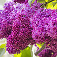 ARBORIX - Lilas commun - Syringa vulgaris 'Charles Joly'  - 40-60 cm pot - vignette