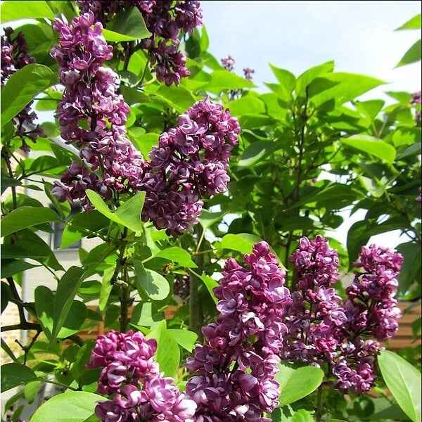 ARBORIX - Lilas commun - Syringa vulgaris 'Charles Joly'  - 40-60 cm pot - large