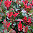 ARBORIX - Photinia fraseri 'Little Red Robin' - Photinia Fraseri 'Little Red Robin'  - 40-50 cm pot - vignette