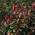 ARBORIX - Photinia fraseri 'Little Red Robin' - Photinia Fraseri 'Little Red Robin'  - 40-50 cm pot - vignette