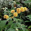 ARBORIX - 2 x Arbre aux papillons - Buddleja Weyeriana 'Sungold'  - 40-60 cm pot - vignette