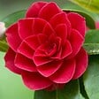 ARBORIX - Camélia Rouge - Camellia Japonica Rood  - 60-80 cm pot - vignette