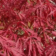 ARBORIX - Érable du Japon 'Garnet' - Acer Palmatum 'Garnet'  - 60-80 cm pot - vignette
