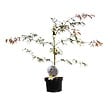 ARBORIX - Érable du Japon 'Garnet' - Acer Palmatum 'Garnet'  - 60-80 cm pot - vignette