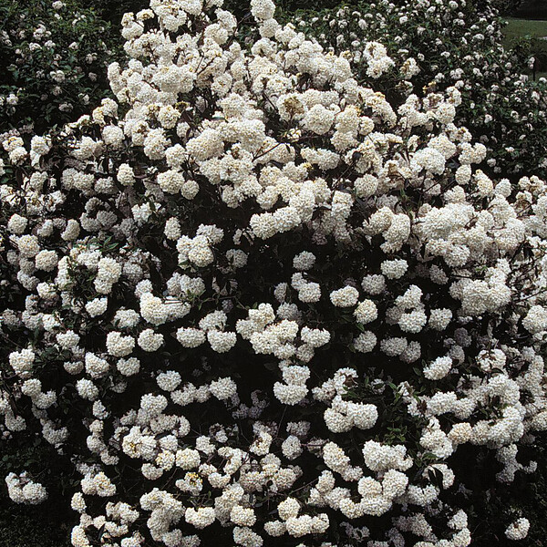 ARBORIX - Viorne carlcephalum - Viburnum Carlcephalum  - 40-60 cm pot - large