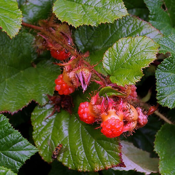 ARBORIX - 6 x Ronce rampante tricolor - Rubus tricolor  - godet 9cm x 9cm - large