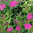 ARBORIX - 2 x Spirée Japonaise 'Froebelii' - Spiraea japonica 'Froebelii'  - 25-30 cm pot - vignette