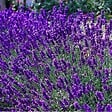 ARBORIX - 6 x Lavande fine 'Dwarf blue' - Lavandula Angustifolia 'Dwarf Blue'  - godet 9cm x 9cm - vignette
