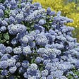 ARBORIX - 2 x Céanothe 'Gloire De Versailles' - Ceanothus 'Gloire De Versailles'  - 40-50 cm pot - vignette