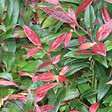 ARBORIX - 2 x Leucothoe fontanesiana (= 'Zeblid') - Leucothoe Scarletta (= 'Zeblid')  - 20-30 cm pot - vignette