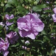 ARBORIX - Mauve en arbre 'Ardens' - Hibiscus syriacus 'Ardens'  - 40-60 cm pot - vignette