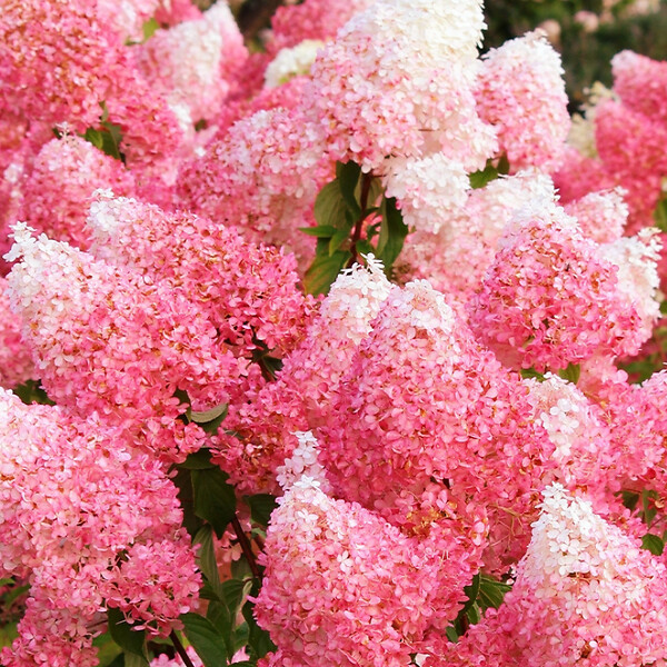 ARBORIX - 2 x Hortensia paniculé 'Framboisine'® - Hydrangea paniculata 'Framboisine'®  - 30-40 cm pot - large