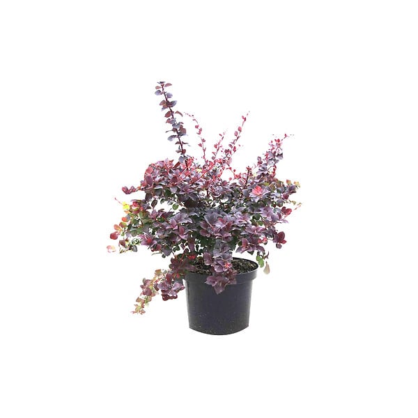 ARBORIX - 2 x Épine-vinette 'Superba' - Berberis ottawensis 'Auricoma'  - 40-50 cm pot - large