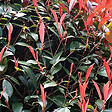 ARBORIX - 2 x Photinia x fraseri 'Red Robin' - Photinia Fraseri 'Red Robin'  - 40-60 cm pot - vignette