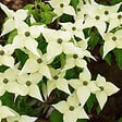 ARBORIX - Cornouiller du Japon 'Chinensis' - Cornus kousa Chinensis  - 50-60 cm pot - vignette