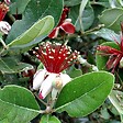ARBORIX - Goyavier du Brésil - Acca Sellowiana  - 60-80 cm pot - vignette