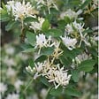 ARBORIX - 2 x Chèvrefeuille d'hiver - Lonicera fragrantissima  - 40-50 cm pot - vignette