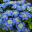 ARBORIX - 2 x Hortensia 'Teller Blue' - Hydrangea 'Teller Blue'  - 25-30 cm pot - vignette