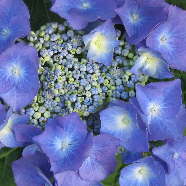 ARBORIX - 2 x Hortensia 'Teller Blue' - Hydrangea 'Teller Blue'  - 25-30 cm pot - large