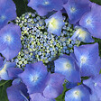 ARBORIX - 2 x Hortensia 'Teller Blue' - Hydrangea 'Teller Blue'  - 25-30 cm pot - vignette