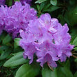 ARBORIX - Rhododendron 'Cat. Grandiflorum' - Rhododendron 'Catawbiense' Grandiflorum  - 60-80 cm pot - vignette