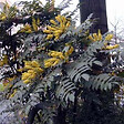 ARBORIX - Mahonia du Japon 'Bealei' - Mahonia Japonica (= Bealei)  - 50- 60 cm pot - vignette