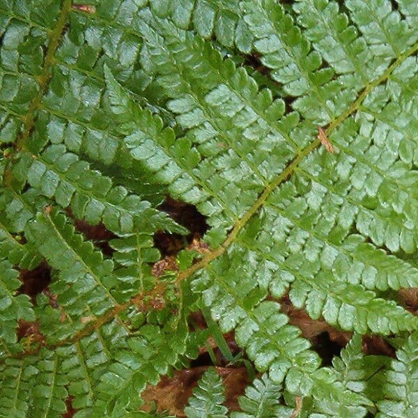 ARBORIX - 6 x Aspidie de Braun - Polystichum braunii  - godet 9cm x 9cm - large