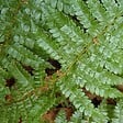 ARBORIX - 6 x Aspidie de Braun - Polystichum braunii  - godet 9cm x 9cm - vignette