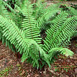 ARBORIX - 6 x Fougère à écailles dorées - Dryopteris Wallichiana  - godet 9cm x 9cm - vignette