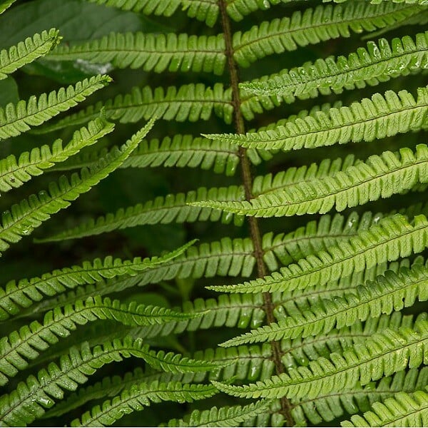 ARBORIX - 6 x Fougère à écailles dorées - Dryopteris Wallichiana  - godet 9cm x 9cm - large