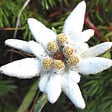 ARBORIX - 6 x Edelweiss des Alpes - Leontopodium alpinum  - godet 9cm x 9cm - vignette