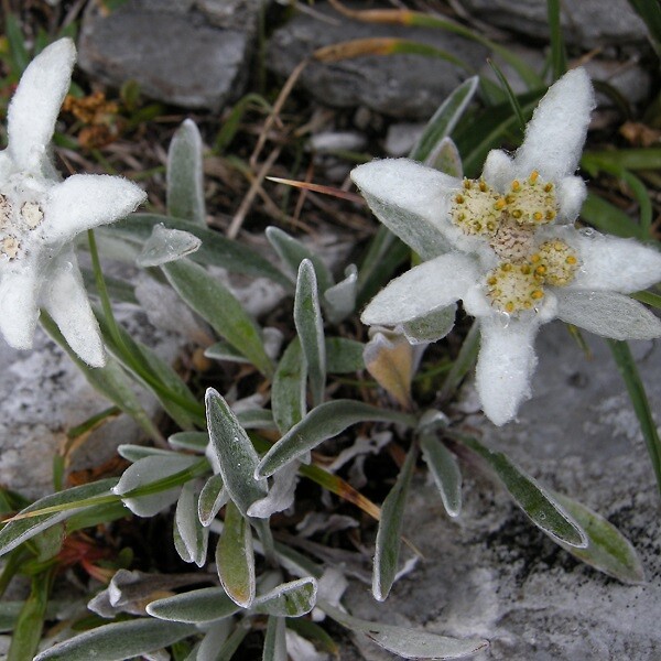 ARBORIX - 6 x Edelweiss des Alpes - Leontopodium alpinum  - godet 9cm x 9cm - large