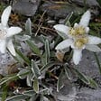 ARBORIX - 6 x Edelweiss des Alpes - Leontopodium alpinum  - godet 9cm x 9cm - vignette