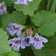 ARBORIX - 6 x Lierre terrestre - Glechoma hederacea  - godet 9cm x 9cm - vignette