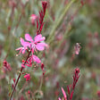 ARBORIX - 6 x Gaura lindheimeri 'Siskiyou Pink' - Gaura lindheimeri 'Siskiyou Pink'  - godet 9cm x 9cm - vignette